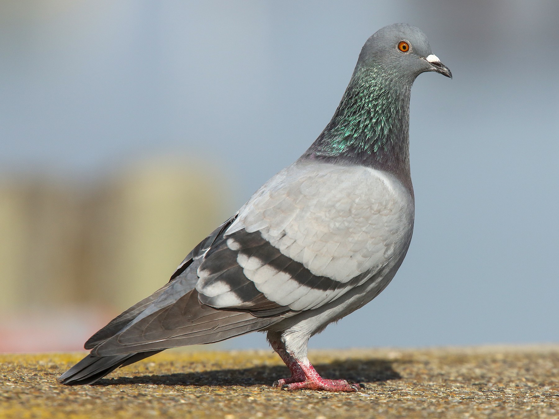 pieluchomajtki tena kraków