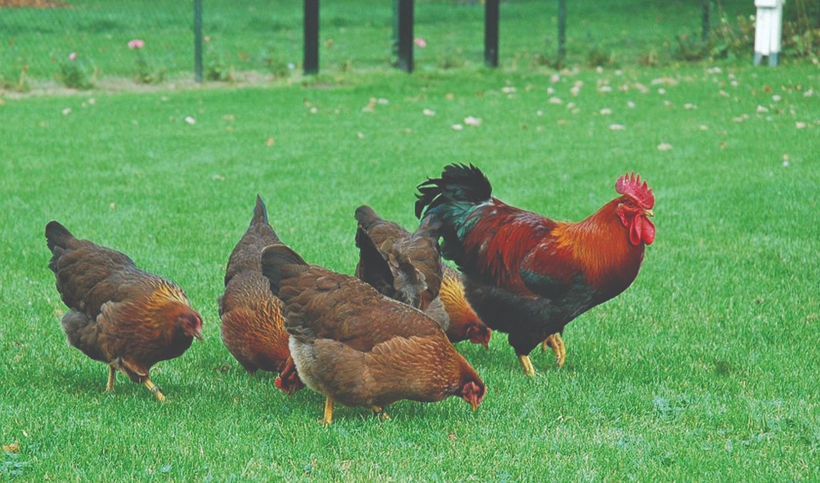 Zazu Phoebe Kojąca lampka nocna w kształcie pingwina